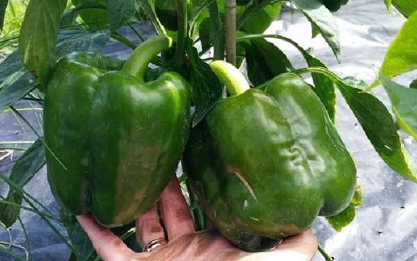 Huge-bell-peppers.-Plant-from-large-pot-rather-than-tiny-pot-when-started-out._result