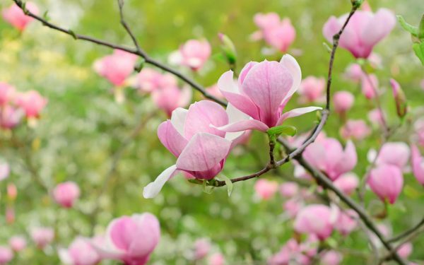 Magnolia-Branches-Flower-HD-Wallpapers