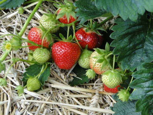 Strawberry-growing-2