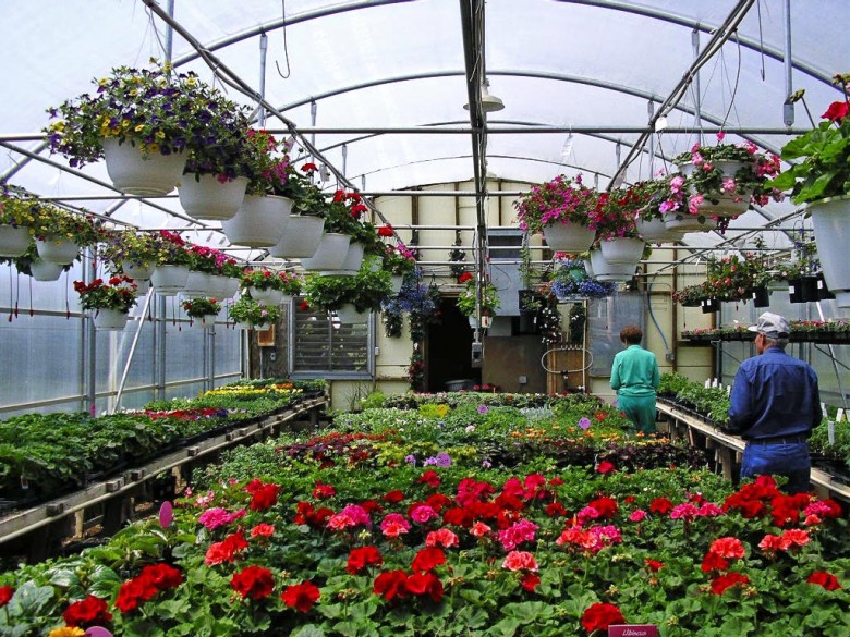 Выращивание Дорогих Растений На Продажу