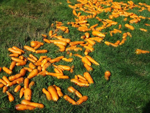carrot-3