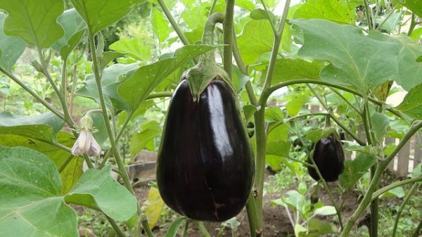 eggplant-1610434_640