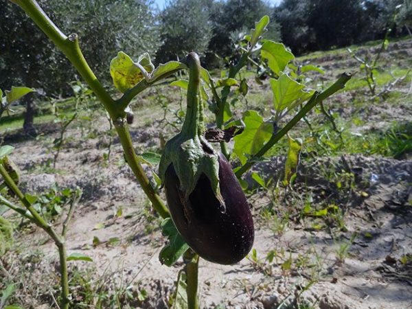 eggplant4b