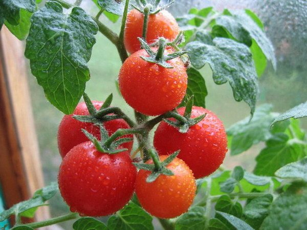kak_chasto_polivat_pomidory