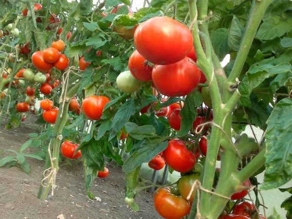 kak_vurashivat_tomatu_pomidoru