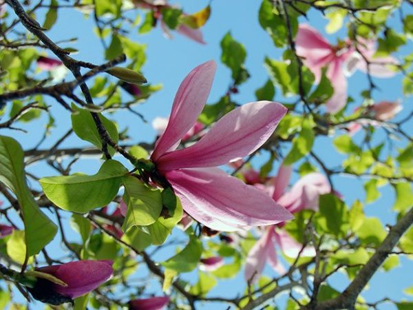 magnolia3a