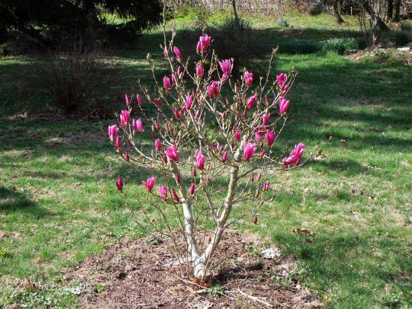 magnoliabetty-magnolija-betty1