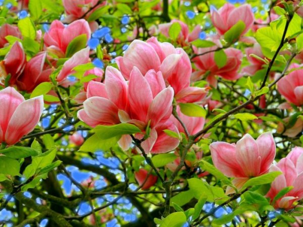 magnoliya_foto_12-e1440178895613