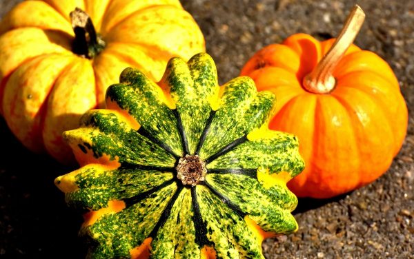 pumpkins_colorful_autumn_decoration_decorative_squashes_thanksgiving_vegetables_agriculture-1385659.jpgd_