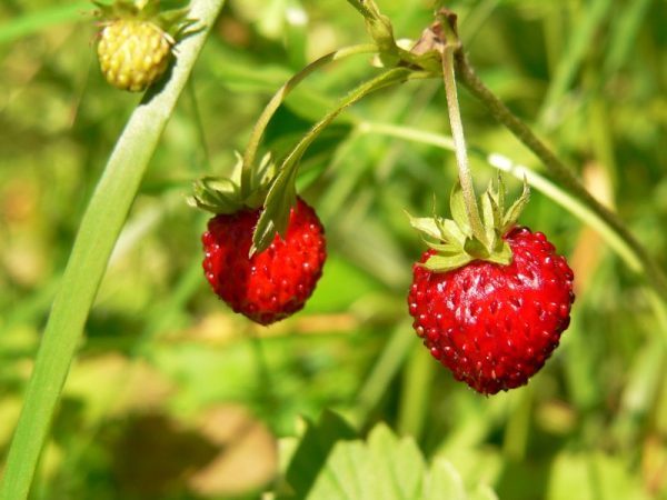strawberry_fragaria_vesca