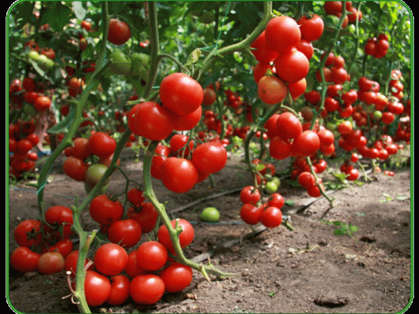 tomat-sorta-dzhina