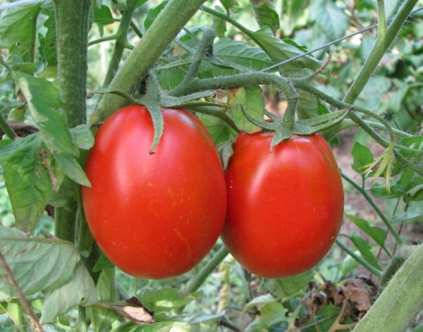 uxod-za-tomatami