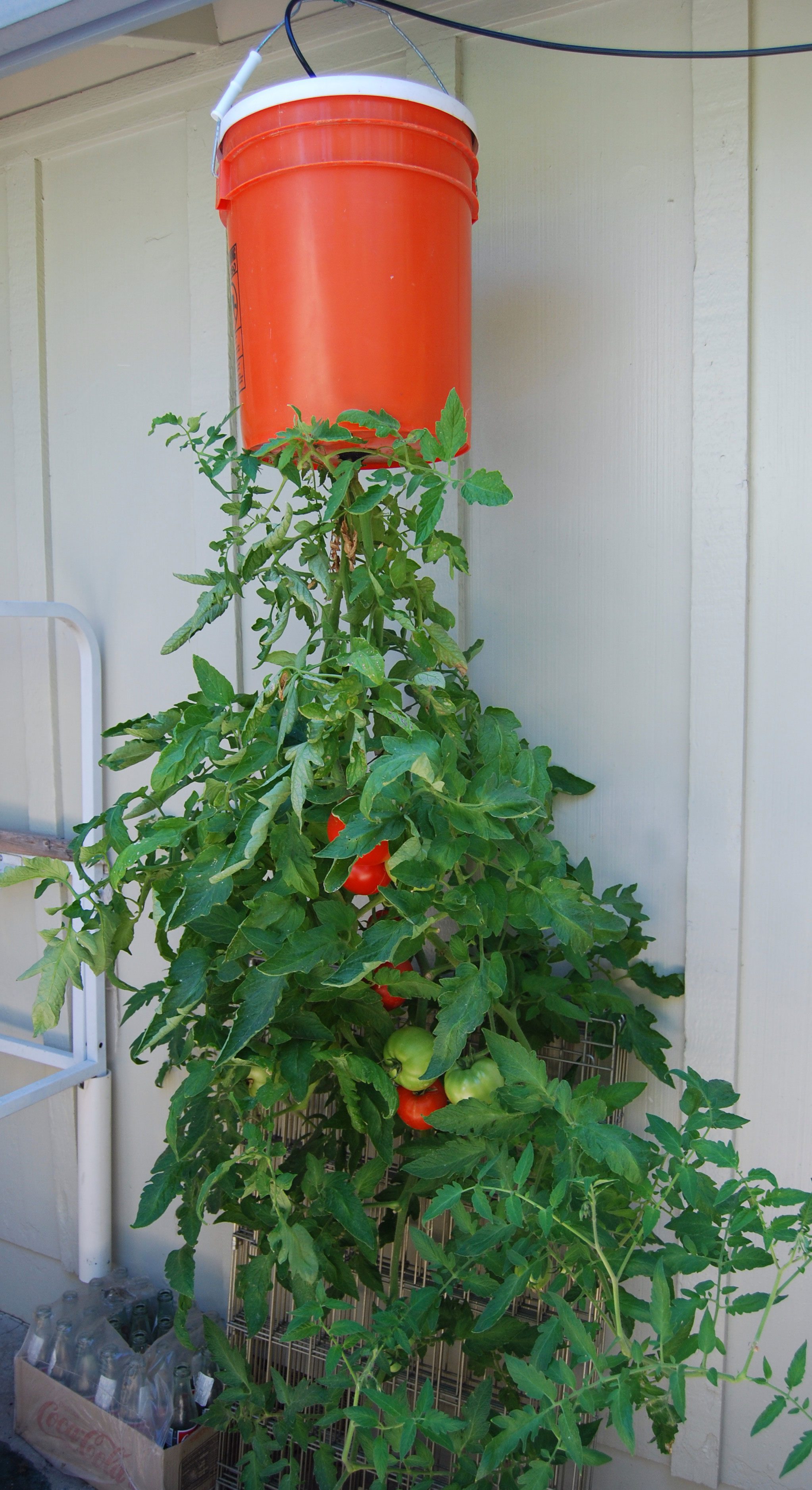 Почему не растут помидоры. Ампельные черри. Черри на гидропонике. Помидоры вверх тормашками в теплице. Посадка помидор вверх тормашками.