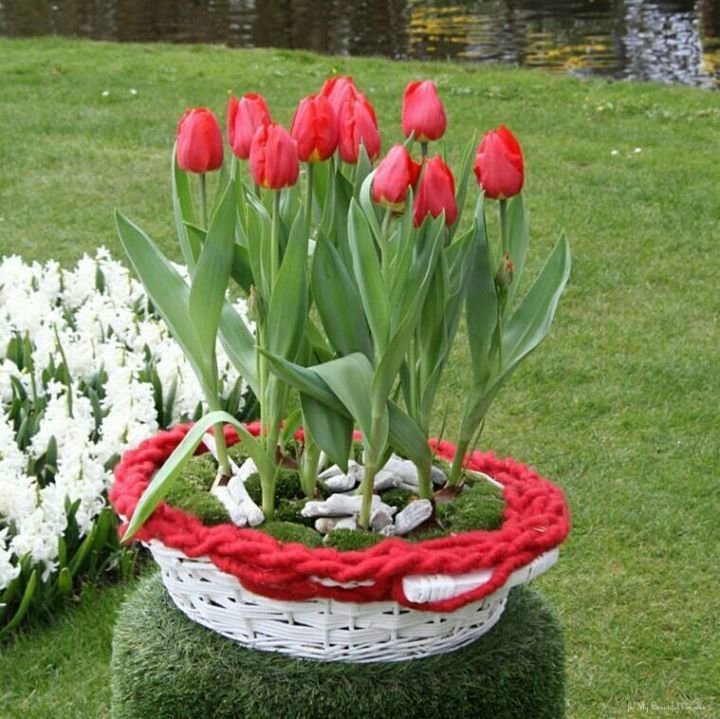 Красные тюльпаны фото на клумбе