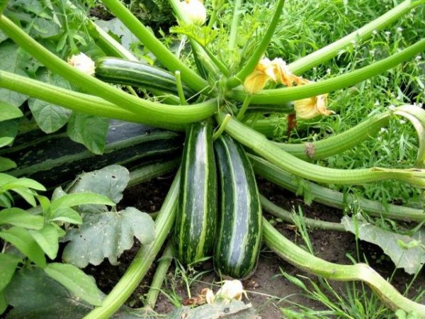 045df2752bb402ad64bb49535f146249-growing-zucchini-growing-squash
