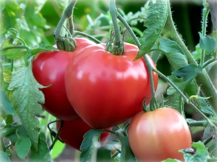 Картинки по запросу Полив помидоров для быстрого образования завязей: проверенные народные средства