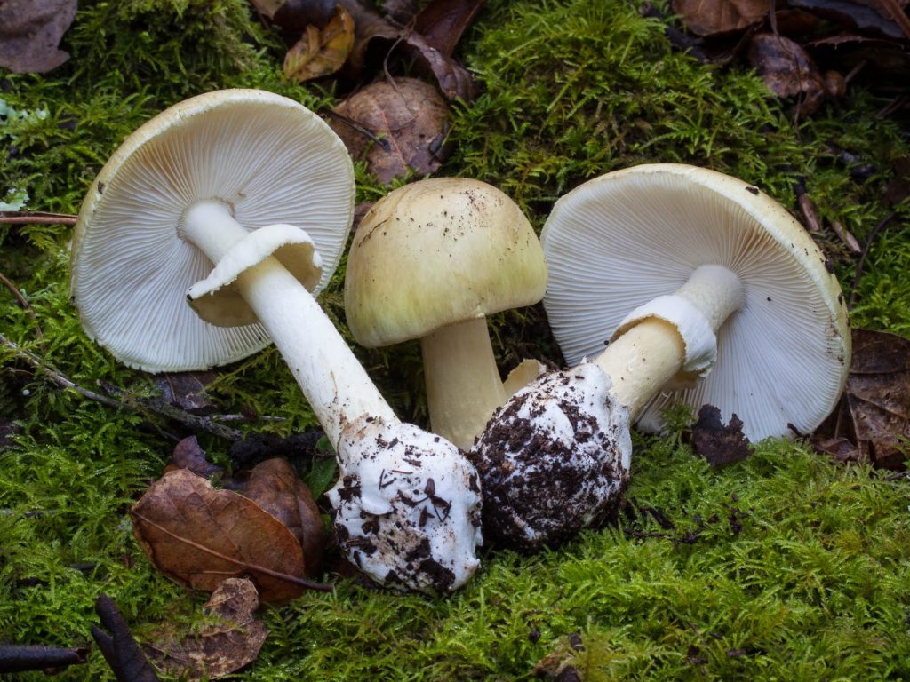 Картинки по запросу отравление грибами