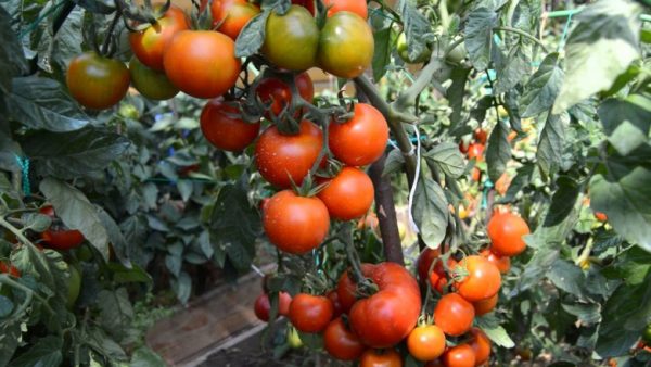 Fitoftora-na-pomidorah-32