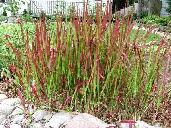 Imperata_cylindrica_red_baron_