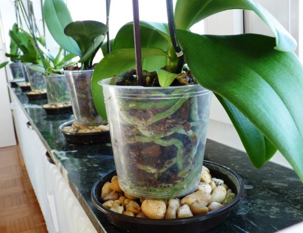 Phals-in-Pebble-Trays