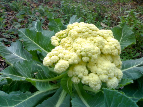 Recipes-from-cauliflower.-3