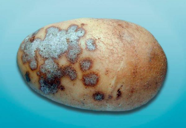 Silver-scurf-potato