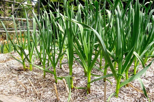 garlic-growing