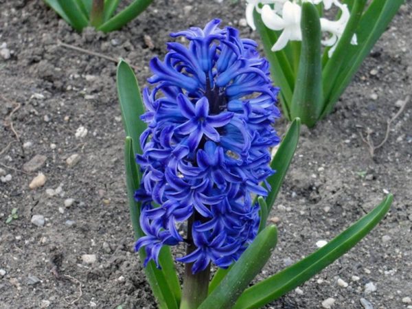 hyacinthus2_01blue_jacket