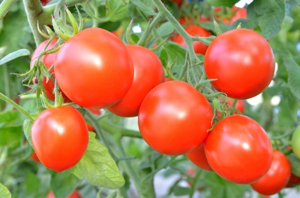 kak-pravilno-vyrastit-xoroshij-urozhaj-pomidorov-v-teplice-i-otkrytom-grunte