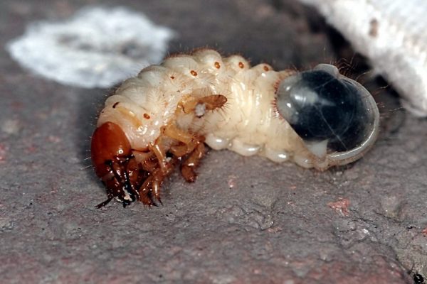 larva-may-bug