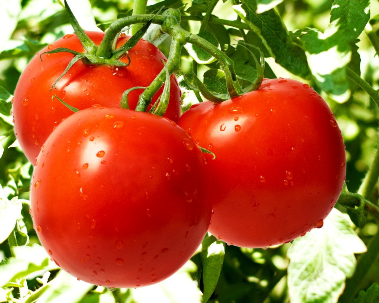 Картинки по запросу Полив помидоров для быстрого образования завязей: проверенные народные средства