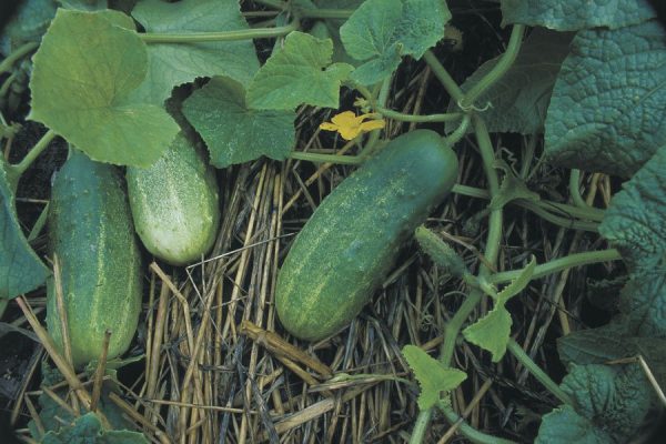 pickling-cucumbers-02