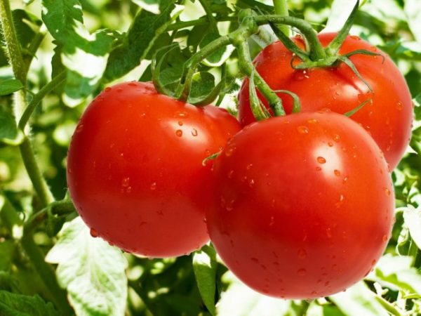 pomidoryi-na-vetke