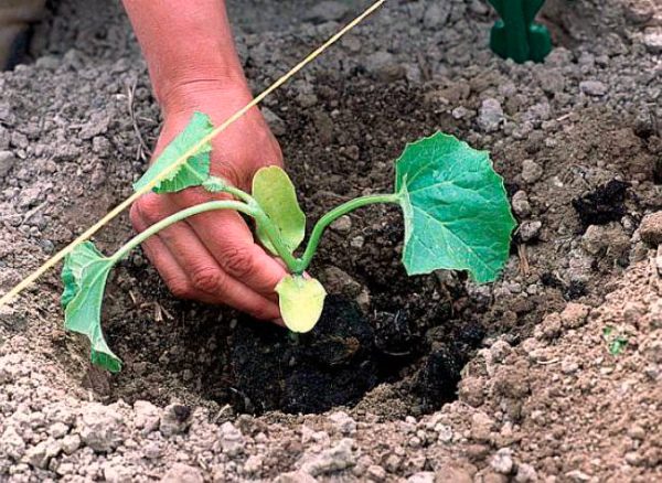 Секреты выращивания дынь – 5 пунктов, которые ведут к богатому и сладкому урожаю!