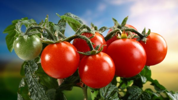 sochnye-vkusnye-pomidory-mozhno-vyrastit-ispolzuia-gollandskii-metod