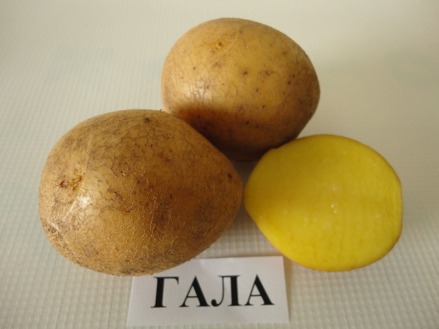 семена картофель гала