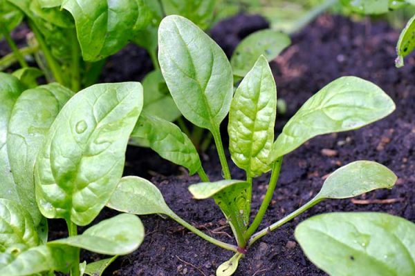 spinach-plant-big