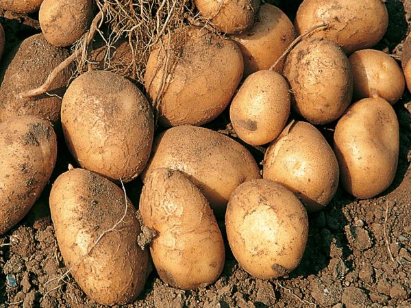 sunshiny-rx-dk-vgn12501-royal-kidney-s4x3_is-a-potato-a-vegetable