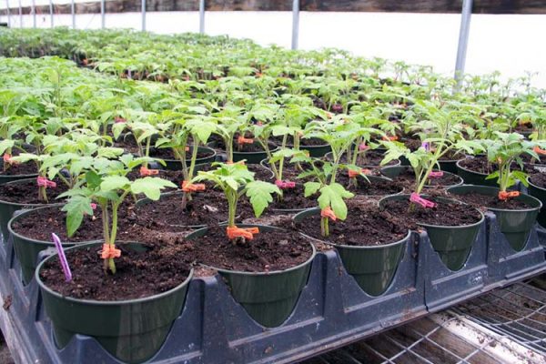 tomato-seedlings-greenhouse