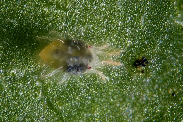 two-spotted_spider_mite