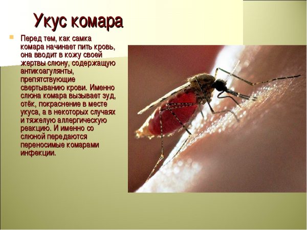1497620329_ukus-komara