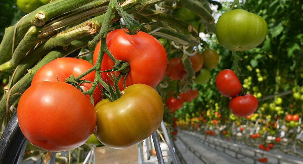 Картинки по запросу Подкормите овощные культуры томат