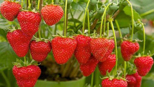 A-Guide-to-Growing-Strawberries-1