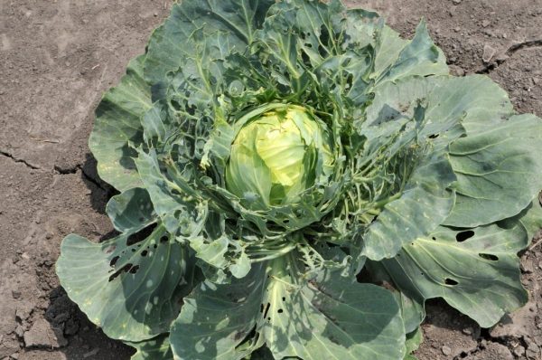 Cabbage-1