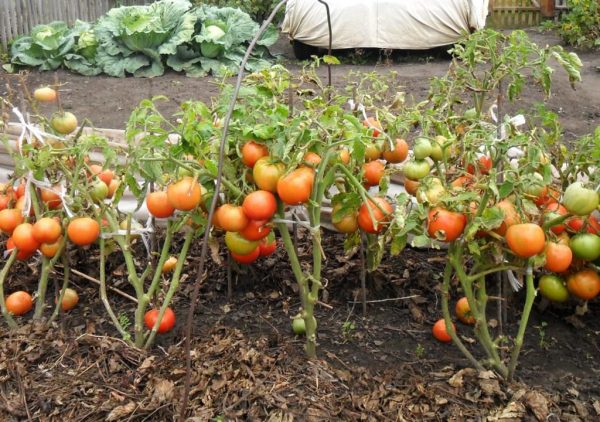 Kak-vyrastit-pomidory-bez-rassady-20