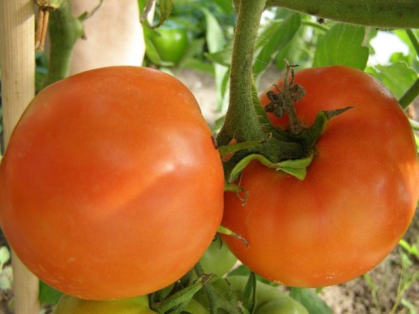 Kruglye-plody-tomatov-slegka-ploskie-okolo-plodonozhki