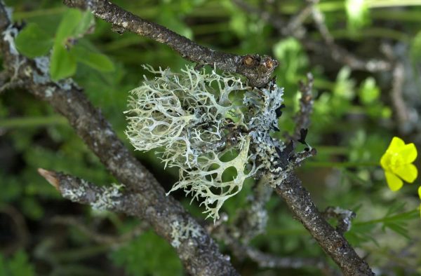 Lichenes1