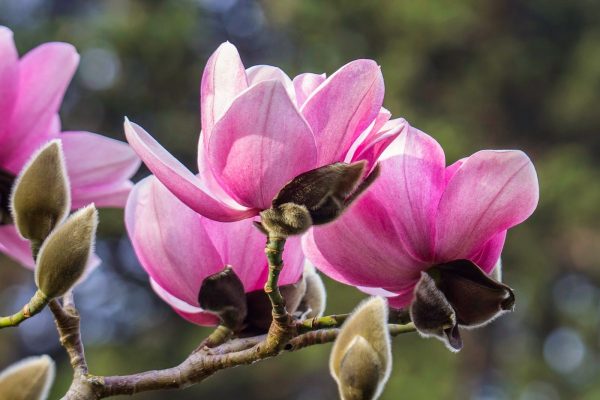 Magnolia-campbellii