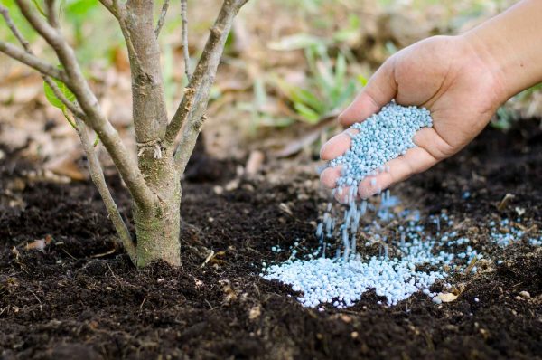 fertilizer-plant-soil
