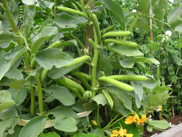 how_to_grow_beans
